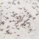 types of ants in Dover