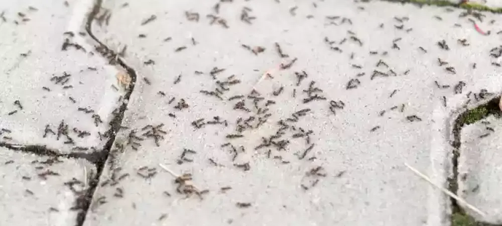 types of ants in Dover