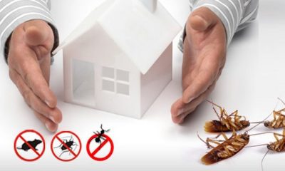 The Role of Pest Control in Creating a Healthier Living Space
