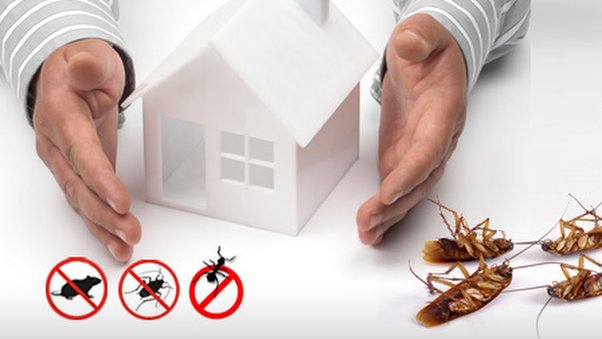 The Role of Pest Control in Creating a Healthier Living Space