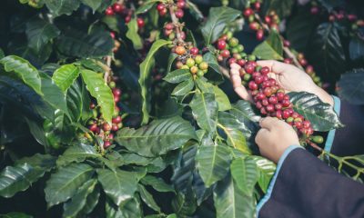 organic coffee