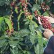organic coffee