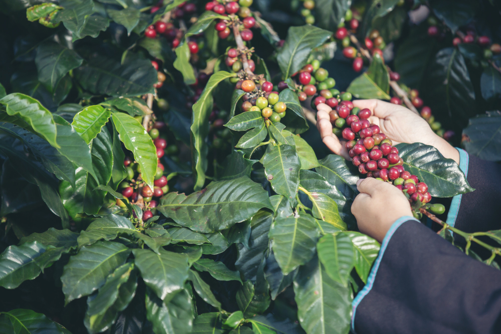 organic coffee