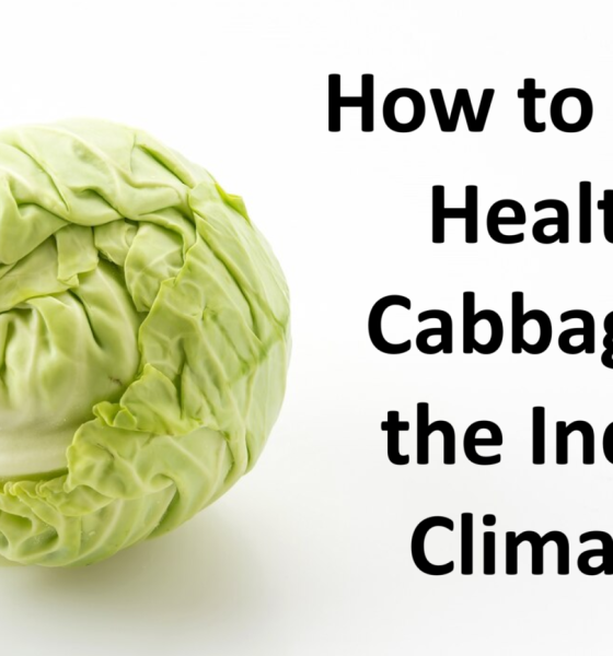 How to Grow Healthy Cabbage in the Indian Climate?
