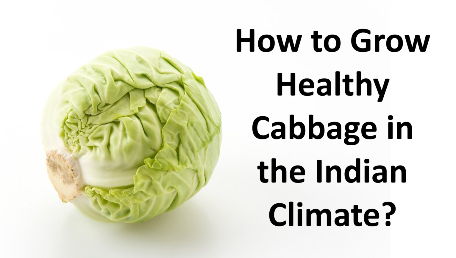 How to Grow Healthy Cabbage in the Indian Climate?