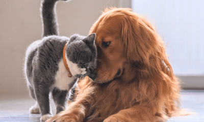 Pets Lover