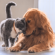 Pets Lover