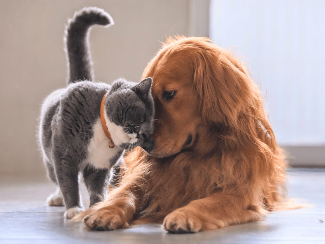 Pets Lover