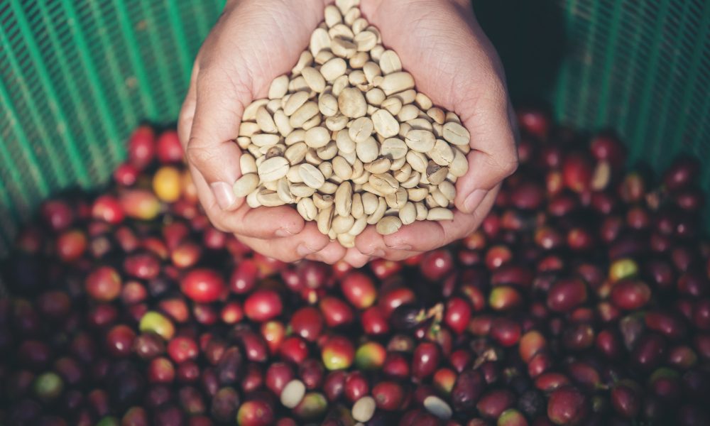 organic coffee beans