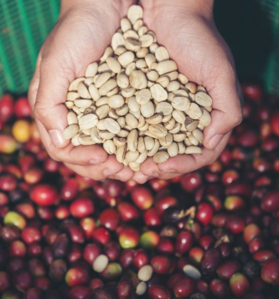 organic coffee beans