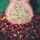 organic coffee beans