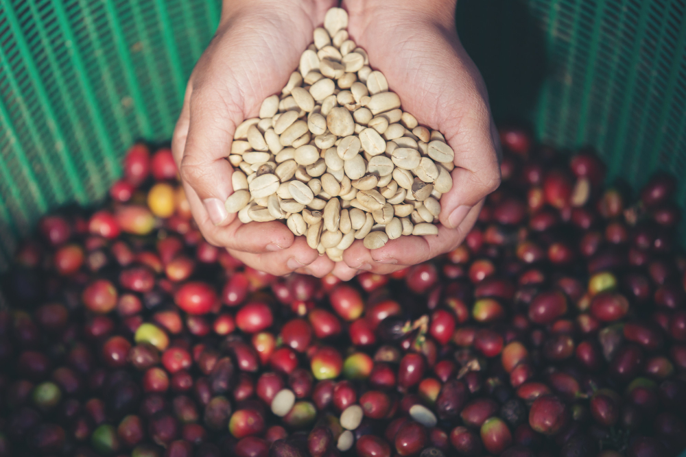 organic coffee beans