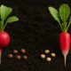 hybrid radish seeds,