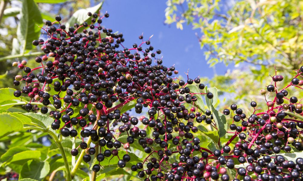 Wild Berries As Food Shrubs