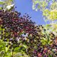 Wild Berries As Food Shrubs