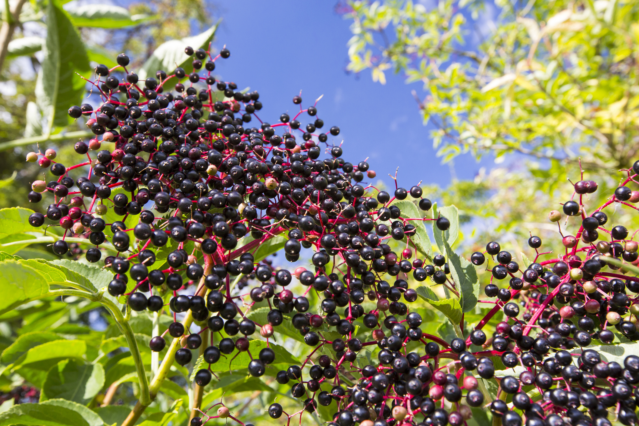 Wild Berries As Food Shrubs