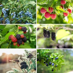 Wild Berries As Food Shrubs