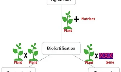 Biofortification Market