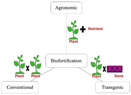 Biofortification Market