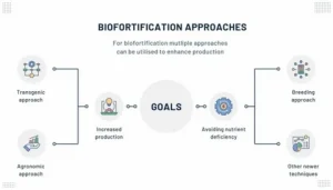Biofortification Market