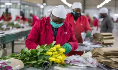 Cut Flower Packaging Market