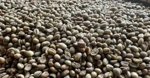 Vietnam Coffee Exports