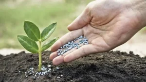 Potassium Sulfate Prices Forecast