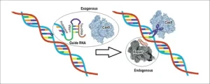 CRISPR