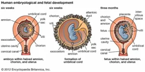 Fellowship in Embryology