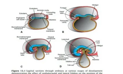 Fellowship in Embryology