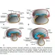 Fellowship in Embryology