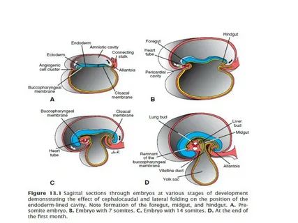 Fellowship in Embryology