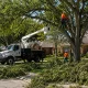Tree Removal Cost Calculator