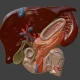 Biliary Tract
