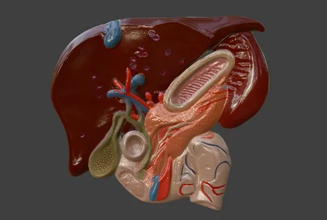 Biliary Tract