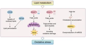 Lipid Metabolism Disease