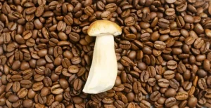 Mushroom Coffee