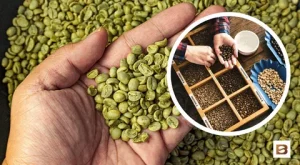 Nutrabuff Green Coffee
