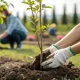 Tree Planting Services