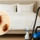 Prevent Bed Bugs