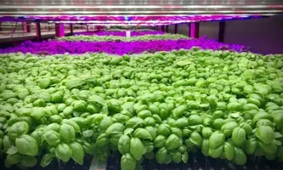 LED grow light