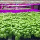 LED grow light