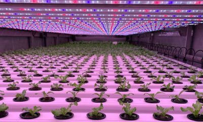Grow Light