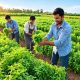 Herbal Ingredient Sourcing