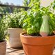 Terracotta watering spikes blog image