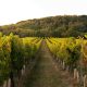 Private Gibbston Wine Tour.